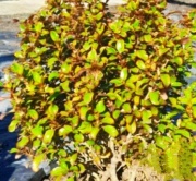 coprosma_1