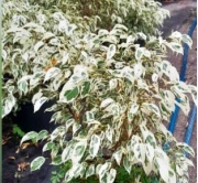 ficus_benjamina_blanco