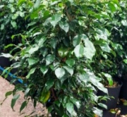 ficus_benjamina_verde