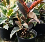 ficus_elastica_1