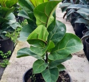 ficus_lyrata