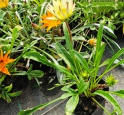 gazanias