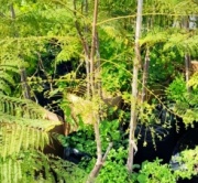 jacaranda
