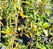 palo_amarillo