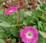 petunias
