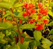 santa_rita_1