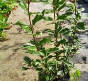 viburnus_tinus_variegado