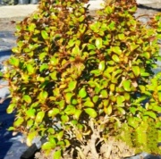 coprosma_1