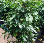 ficus_benjamina_verde