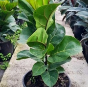 ficus_lyrata