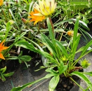 gazanias