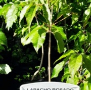lapacho
