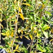 palo_amarillo
