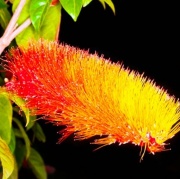 combretum_1