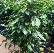ficus_benjamina_verde