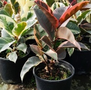 ficus_elastica_1
