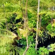 jacaranda
