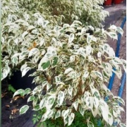 ficus_benjamina_blanco