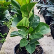ficus_lyrata