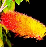 combretum_1