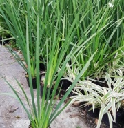 dietes