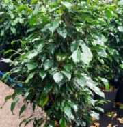 ficus_benjamina_verde