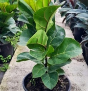 ficus_lyrata