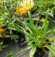 gazanias