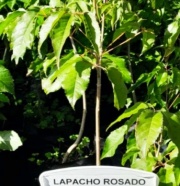 lapacho