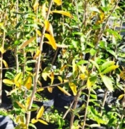 palo_amarillo