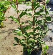 viburnus_tinus_variegado