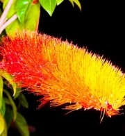combretum_1