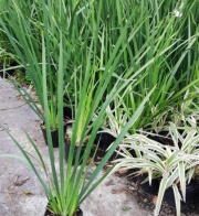 dietes