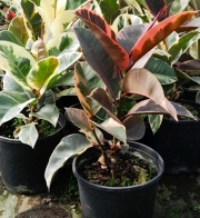 ficus_elastica_1