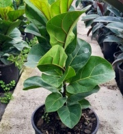 ficus_lyrata