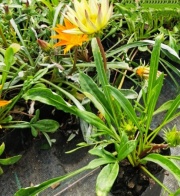 gazanias
