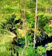 jacaranda