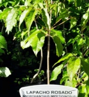 lapacho