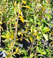 palo_amarillo
