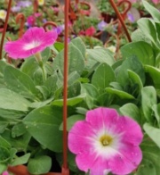petunias