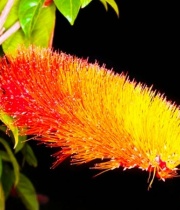 combretum_1