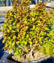 coprosma_1
