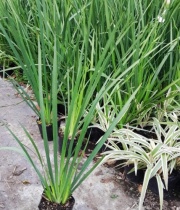 dietes