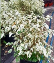 ficus_benjamina_blanco