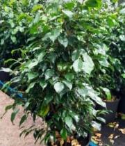 ficus_benjamina_verde