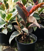 ficus_elastica_1