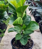 ficus_lyrata