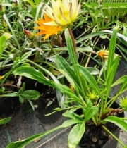 gazanias