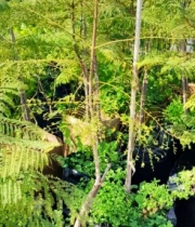 jacaranda