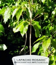 lapacho
